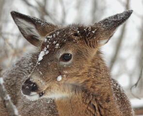 Cerf de Virginie en situation hivernale et automnale dans un parc national au Québec