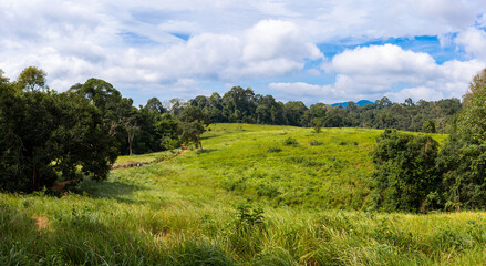 Fototapeta na wymiar beautiful field of grass and sky in forest reserve