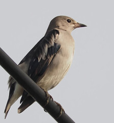 Daurian Starling