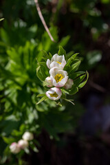 Anemonastrum narcissiflorum flower growing in mountains, macro
