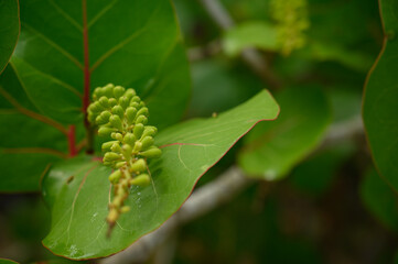 grapes green fruits in wild life carribean island. Photo of grapes taken on a beach in the Dominican Republic. The photo of the tree shows how the grapes grow and form. 