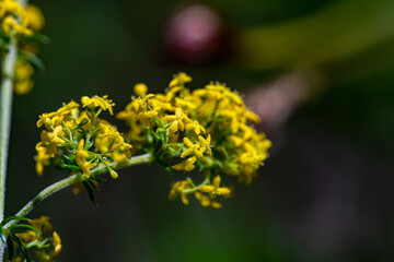 Galium verum flower growing in mountains