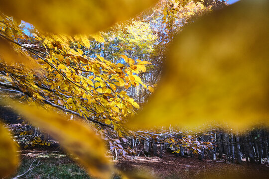 Foglie d'orate nella foresta autunnale