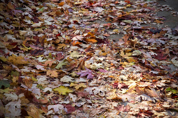 leaves that have fallen on the ground
