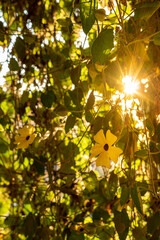 Beautiful yellow flower on a vine letting the sun rays pass through