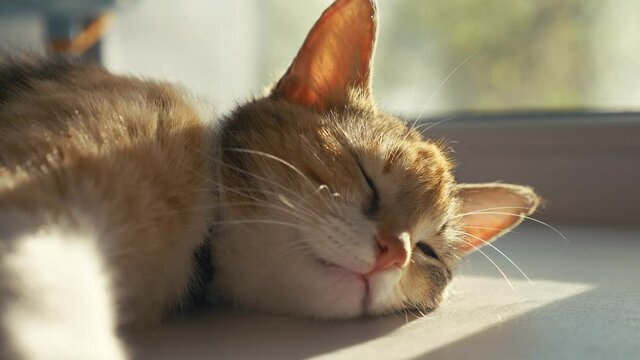 the cat sleeps on the windowsill happy family. tricolor cat sleeps on a window in the rays of sunlight cute lifestyle video. cat pet family member