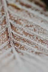 Frost On Autumn Leaf, Ice Crystals Fall NAture Woods Brown LEad