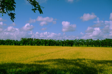 rural landscape yellow field plants autemn time photo hd. Photo of a rice plantation taken in the Dominican Republic in the morning. Photo of a rice field taken in natural conditions