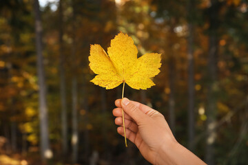 Woman holding beautiful leaf outdoors on autumn day, closeup