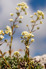 Saxifraga crustata flower growing in mountains, close up shoot	
