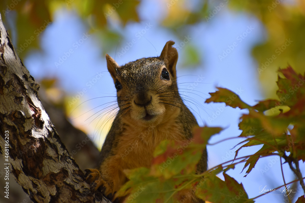 Poster natural view of a squirrel looking at the camera on a tree branch