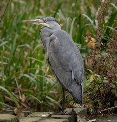 Closeup shot of a wild heron standing on one leg 