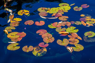 Lily pads with fall color changes