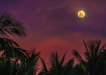 full moon in the night sky over palm trees with pink shades