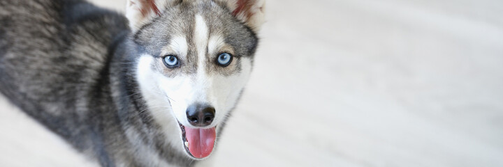 Portrait of purebred mini husky dog with open mouth