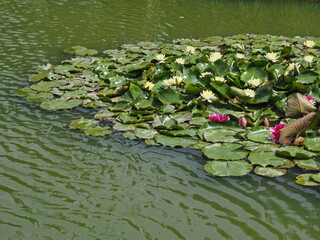 Growing of water lilies. Pond with flowering water lilies. White and pink water lilies