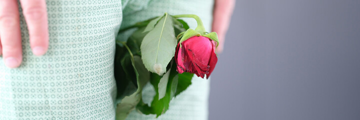 Withered rose flower sandwiched between man legs closeup