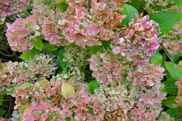 Beautiful flowers of hydrangeas in autumn