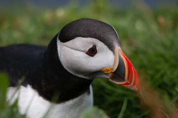 Naklejka premium Puffin in Faroe Islands