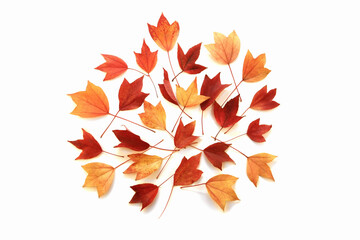 가을 단풍 낙엽
