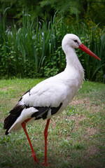stork on a meadow