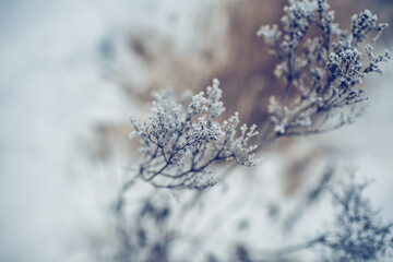Dry plants in hoarfrost and snow