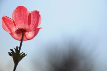 pink tulip flower