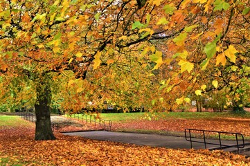 Autumn colours in a city park.