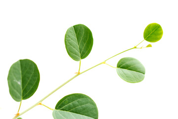 Fototapeta na wymiar Leaf of caper plant.
