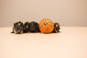 Little guinea pig with yellow pumpkin. October. halloween 