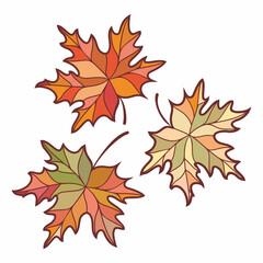 Maple branches Vector illustration with autumn leaves. Maple  leaves. Fall  leaf autumn background