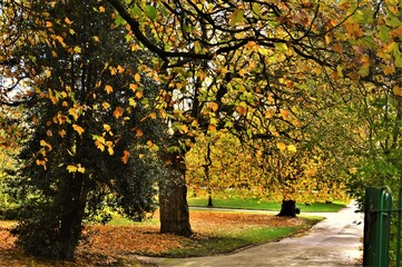 autumn trees in the park