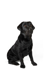 black labrador retriever