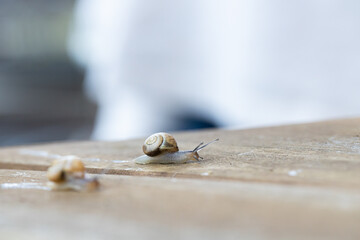 Schnecke