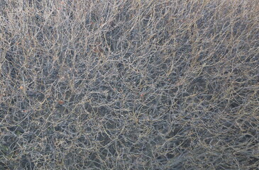 Obraz na płótnie Canvas A dense shrub with bare branches without leaves