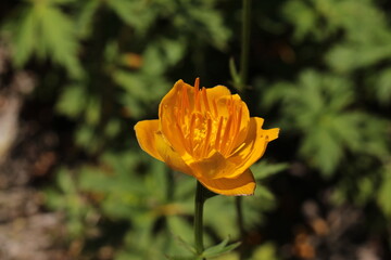 Yellow-orange "Asian Globeflower" (or only Globe Flower) in St. Gallen, Switzerland. Its Latin name is Trollius Asiaticus, native to Northeastern Russia, Siberia and Turkestan.