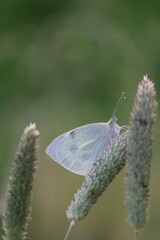 butterfly on a flower