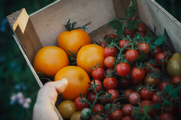 Tomatenernte in Kiste mit Stabtomate Auriga und Wildtomate Rote Murmel 