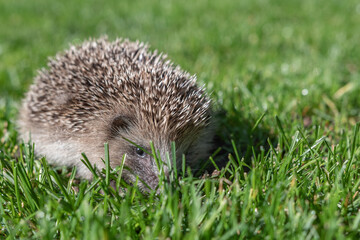 Junger Igel im Rasen