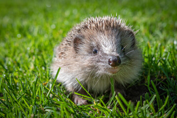 Schutz für junger Igel über den Winter