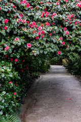 Canilia arch path in flower in February .