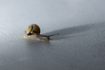 Schnecke