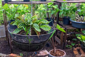 Decorate the garden with the leaves of Kaempferia elegans