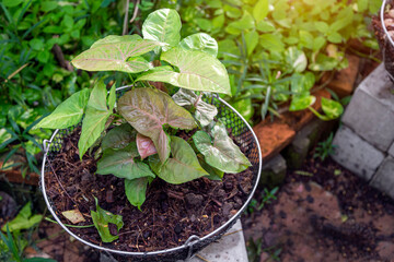 Decorate garden with leaves in nature environtment