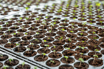 Planting young vegetable plant seedling in nursery tray