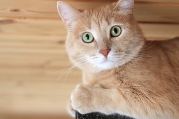Beautiful ginger domestic cat is very indignant