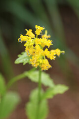 水滴が美しいミヤマガラシ