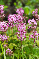 ヨツバシオガマ