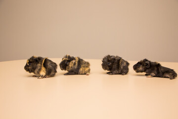 Four cute little guinea pig on walk
