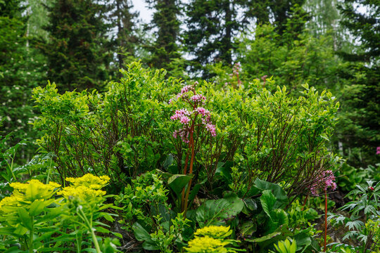 Medicinal plant in the forest. Pink flower of badan among the herbs. Yellow flowers grow on stones. Horizontal photo of nature. Plants in the taiga.